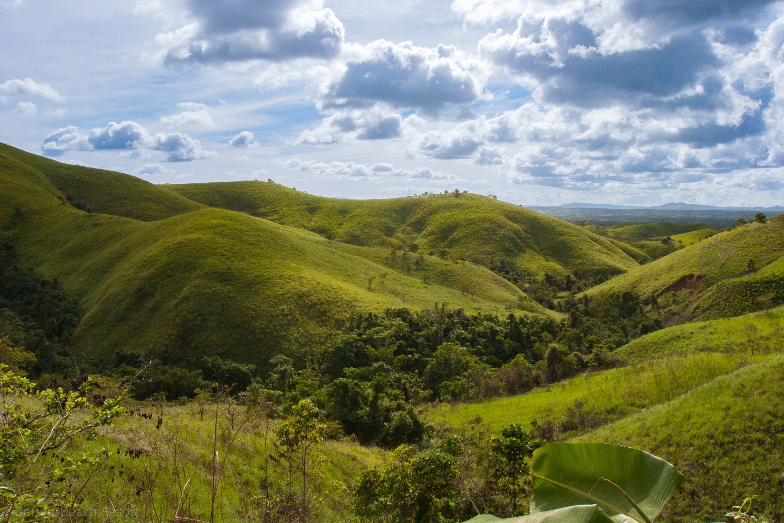 Bambusbruecke auf dem Lehrpfad durch die Mangroven von Mabini