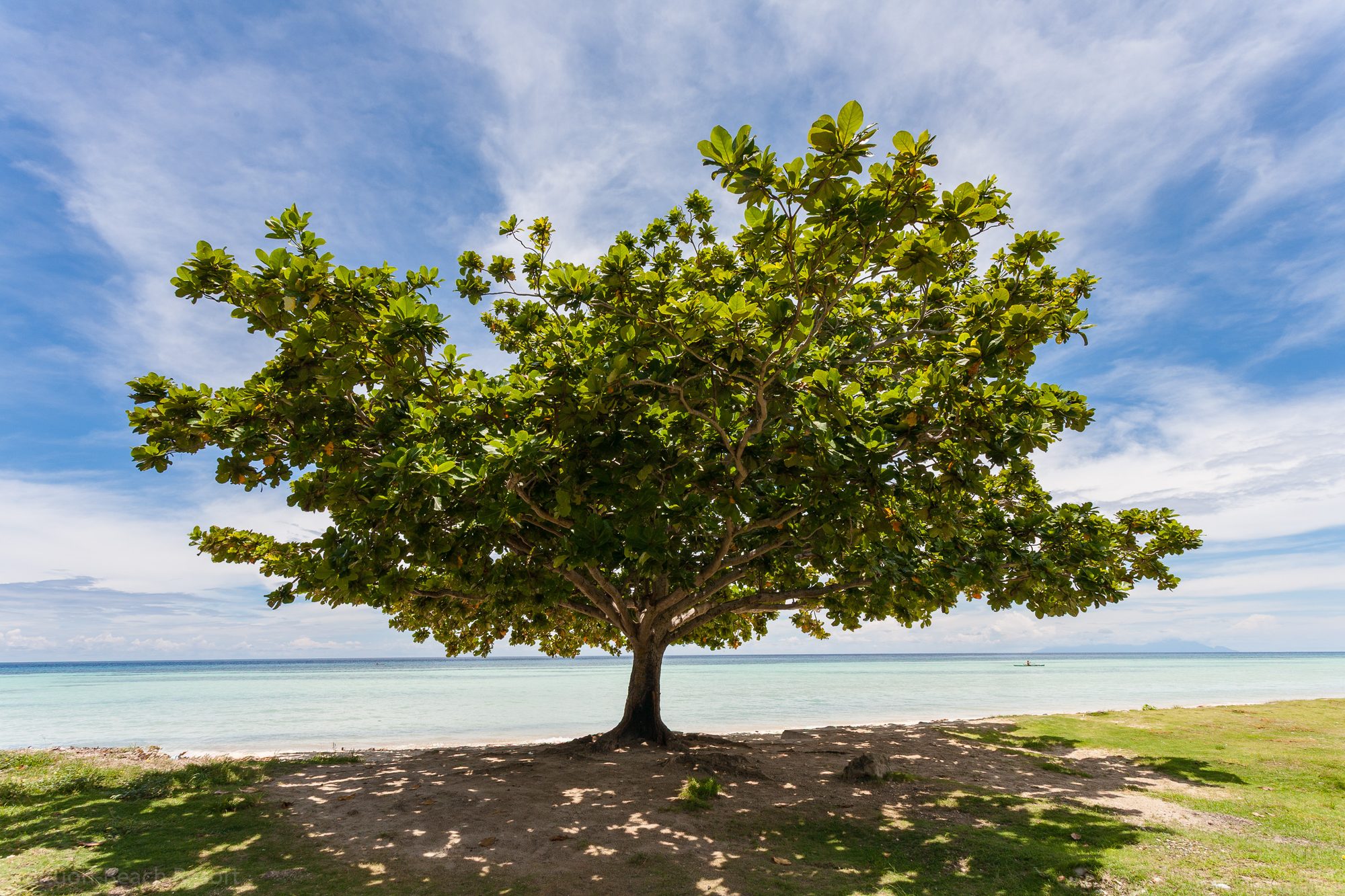 GroÃŸer tropischer Baum direkt am Strand von Anda auf Bohol.