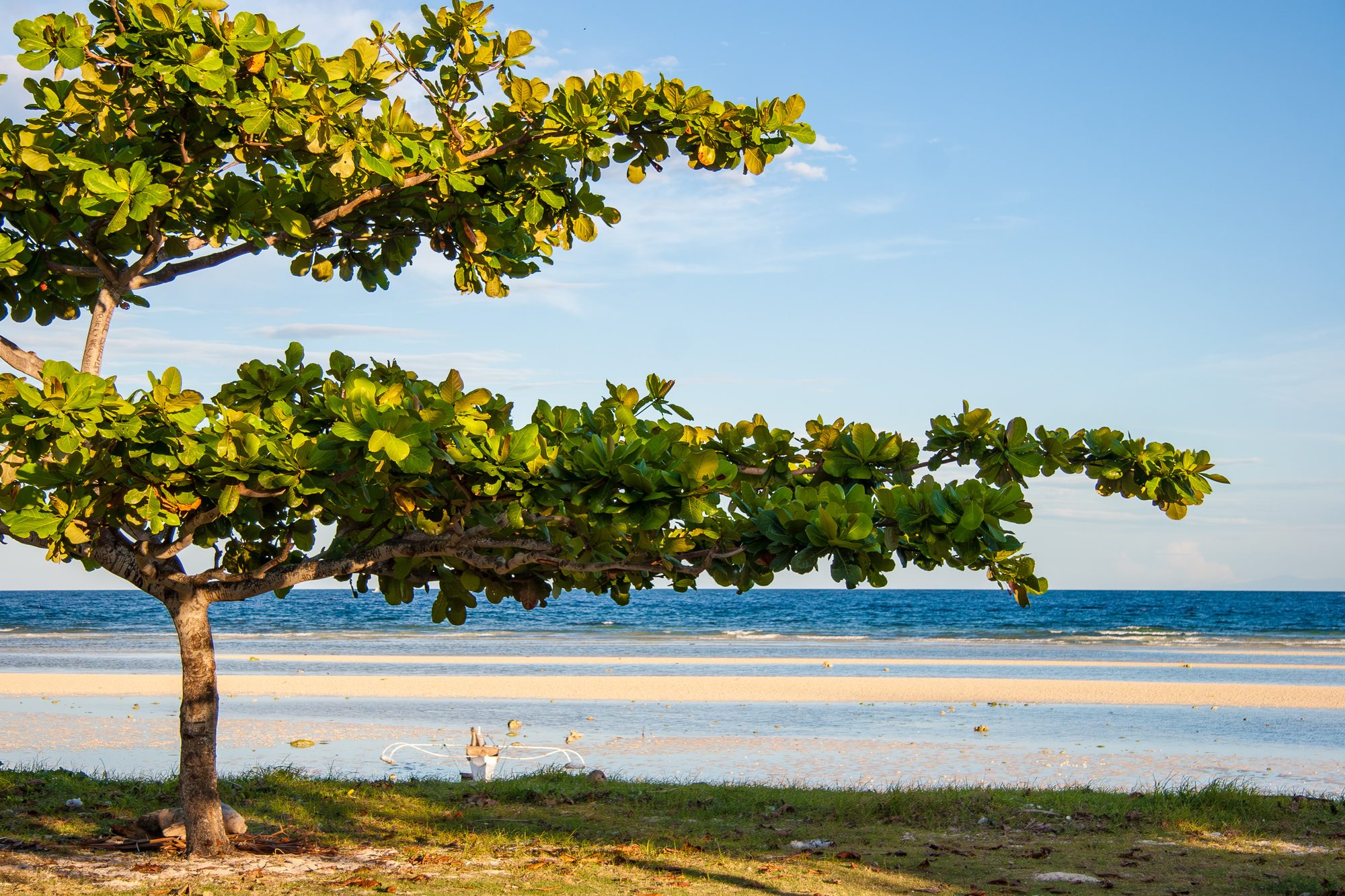 Großer Baum am Quinale Beach in Anda mit Blick auf Sandbank und Meer – Zwischenstopp der Tour vom Bituon Beach Resort.