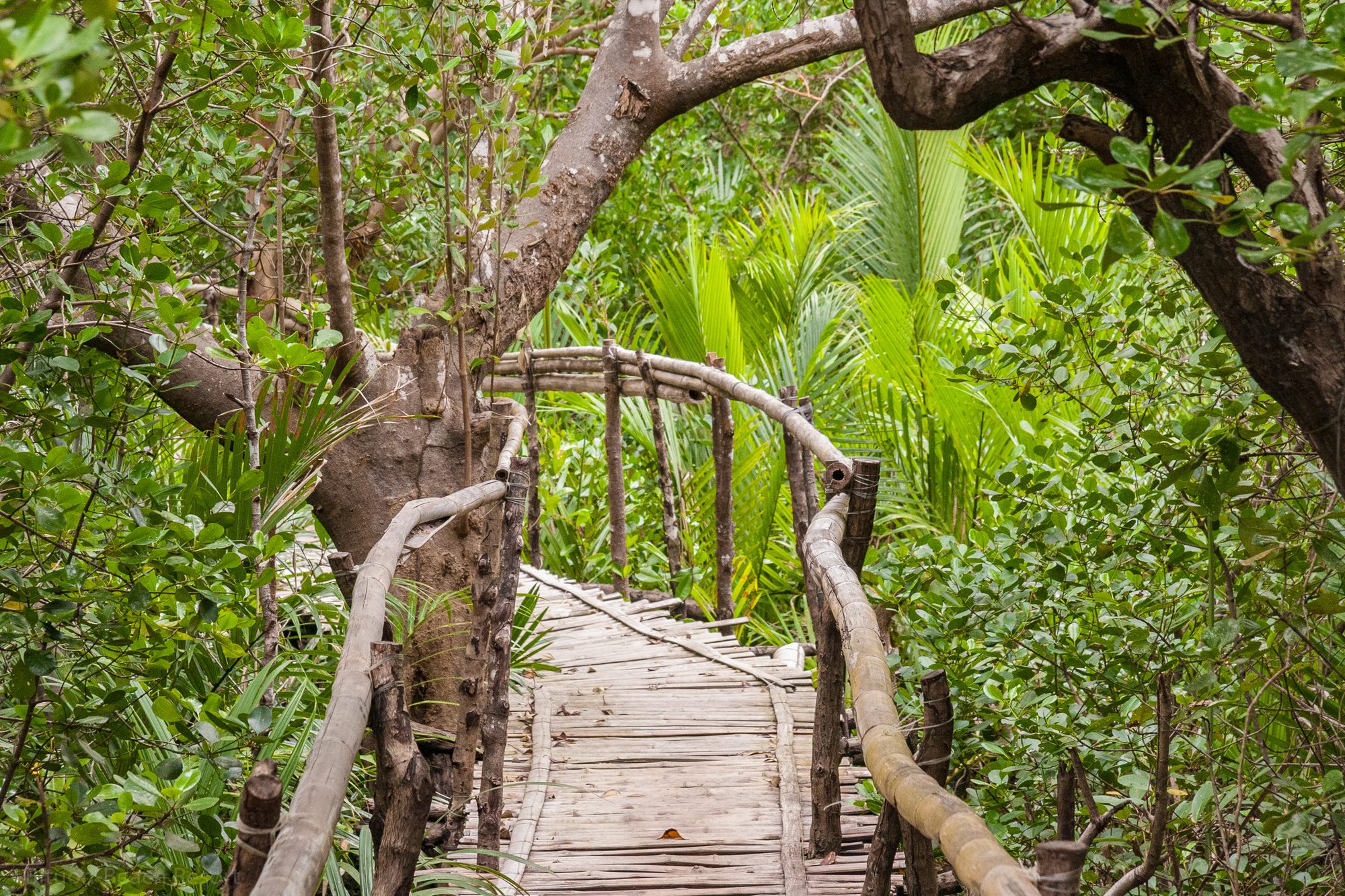 Holzsteg durch die Mangroven auf Lamanok Island – Beginn des Rundgangs während der geführten Tour.