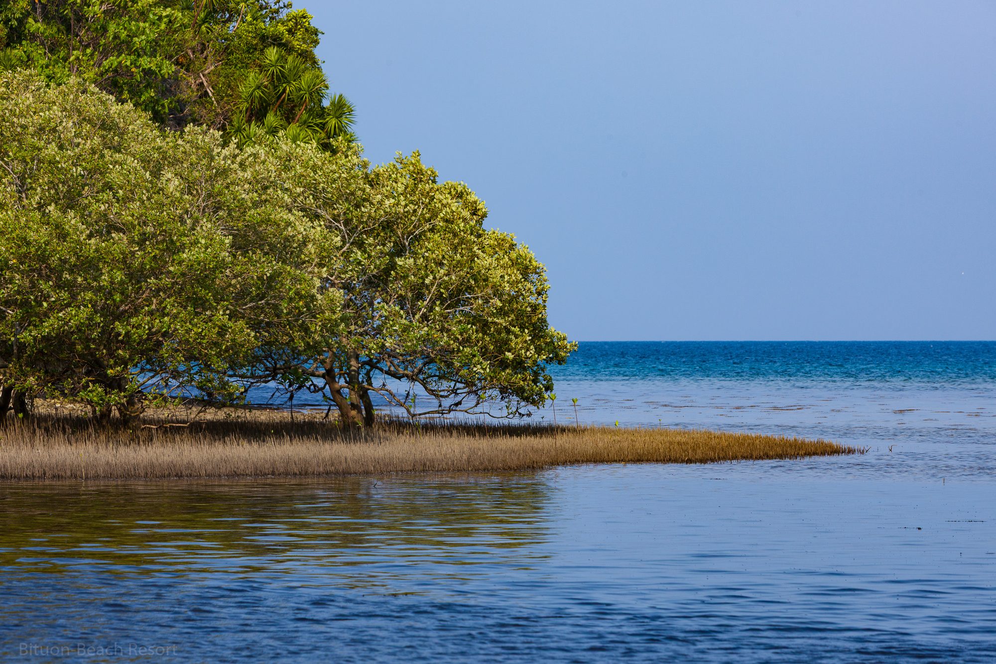 Kleine Mangroveninsel im flachen Wasser nahe Lamanok Island während der geführten Tour.