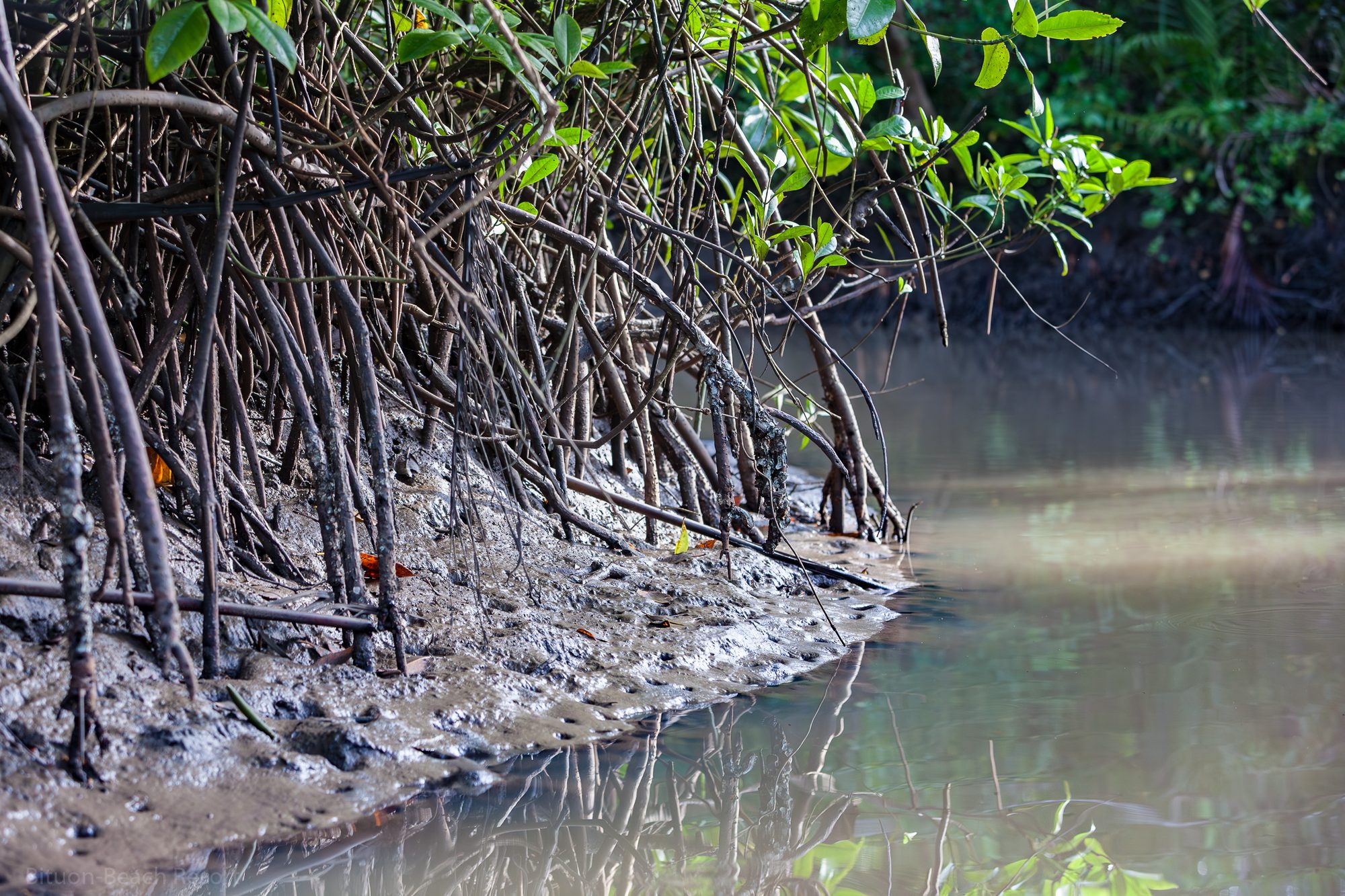 Freiliegende Mangrovenwurzeln im flachen Wasser bei Lamanok Island während der geführten Tour.